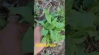 wild edible saagg#nature #lifeisbutadream #winter