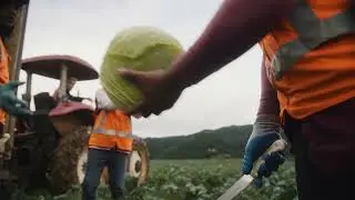 From field to plate, check out the cabbage Prepared Produce journey!
