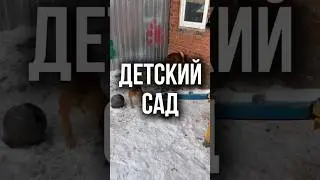 Одна мечта на всех быть домашними! Айда, Боня, Лоран, Вэй #ищудом #приютдляживотных #омскиехвостики