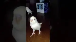 THE BUDGIE slow Motion