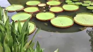 Symphony lake in Singapore Botanic Gardens