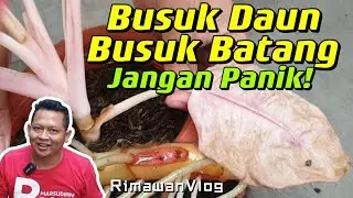 (Eps. 271) Mengatasi Aglaonema Busuk Daun, Busuk Batang Agar Sehat Kembali | Rimawan Vlog