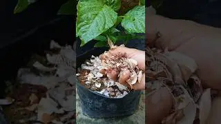 Kitchen waste as organic fertilizer for chili plants🌶️🌱 #organicfarming