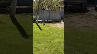 Время сиесты в селе. переселенцы. глазами харьковчан, нет войне. Stop war, save Ukraine,siesta time