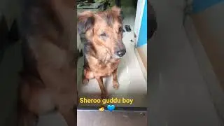 sheroo guddu boy 👦 💙 #1212 #funny #Diwali #block unblock #shorts