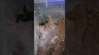 Australian Tarantula Phlogius K2 Goliath was just sizing it up🤣 Thanks for watching! Sub for more!