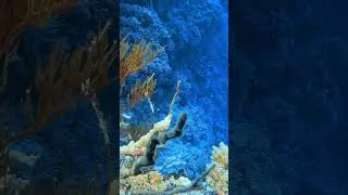 Кораллы Красного моря #красноеморе #scubadiving #fish #scubadivingislife #ocean #discoverscubadiving
