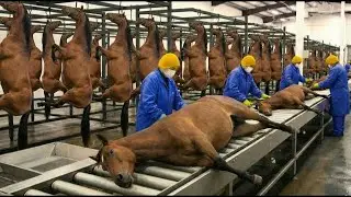 Inside the Horse Leather Factory | Million-Dollar Luxury Products Made from Horse Skin Full Process