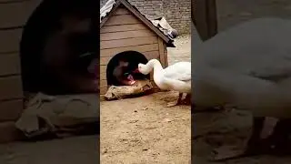 El ganso le lanza un cohet&oacute;n a Firulais! 😱💥 y Firulais sale todo peladito 😂🔥 #HumorAnimal #RisaTotal