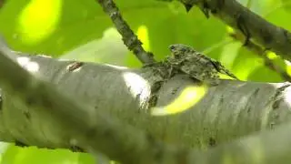 Sound from Niiniizemi (Cicada)