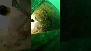#underwater #ocean #scary #shorts