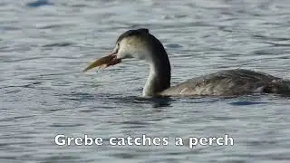 Birding in the Autumn