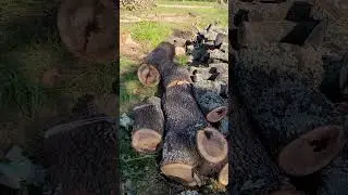 🥵🥵🥵 #chainsawwork #oklahomaweather #tornadodamage #shortsvideo