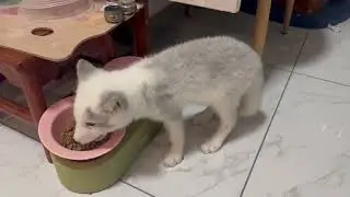 The little white fox enjoys its food #cute #cutepets #cutefox