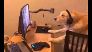 stream snippin trippin