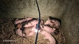 Pengasapan Rutin di Kandang pasca induk melahirkan.....