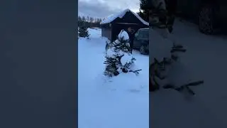 Наш воин 🐺 #funny #alaskanmalamutepuppy #malamute #wolflife #puppy #funnyvideo #dog #wolfdog #wolf