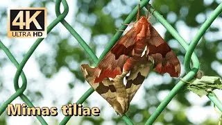 Lime hawk-moth (Mimas tiliae)