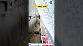Catching Fish at Spillway Dam Using Underwater Crates