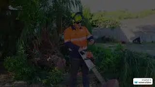 Tree Risk Assessment Mandurah - Pete's Treeworx