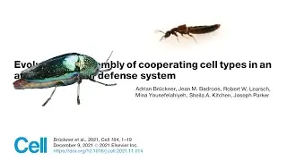 Can Beetles Teach Us How Organs Evolve?