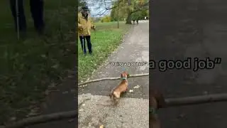 Tiny Dog Carries Giant Stick (MUST WATCH) #shorts #dog #cute