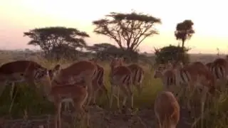Le Safari de Christine 18/07/2015