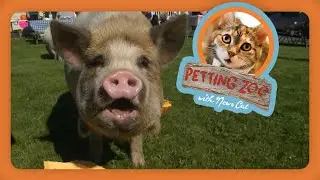 Petting Zoo: Potbelly Pig Rescue Birthday Party