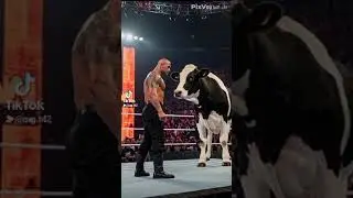 the rock vs cow
