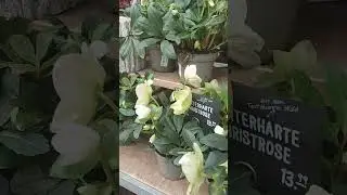 Выбираю МОРОЗНИКИ/ HELLEBORUS для цветочной композиции 🧚&zwj;♀️🧚&zwj;♂️