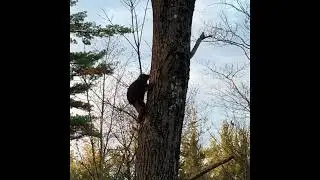 Porcupine Climbing Tree