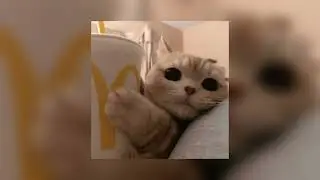 Kitty City | Slowed + Reverb