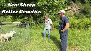 Integrating Greg Judy&rsquo;s Sheep Into Our Flock