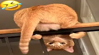 Funny and Unpredictable Cats Moments On Camera | One Hour of Cat Videos