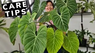 Philodendron Gloriosum | Beginner's Guide | Care Tips! 💕