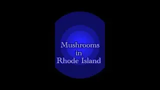 Mushrooms in Rhode Island @littlerhodyspicks #rhodeisland #mushroom #mushrooms #mushroompicking