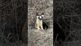 Weasel