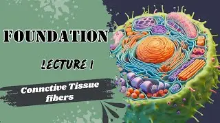 lecture 1 connective tissue fibers
