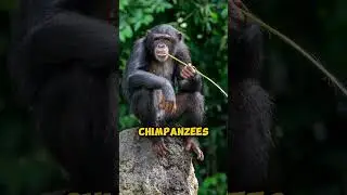 Top 6 Most Intelligent Mammals on Earth #shorts
