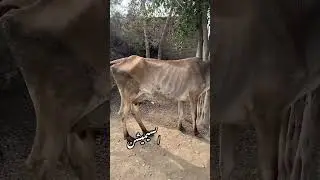 #animals #qurbanvlogs #babyanimals #balaghal #babyanimalslist
