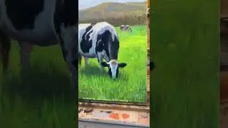 New cow painting. # #pleinair #painting #art #pleinairpainting #oilpainting #oilsketch #colorstudy