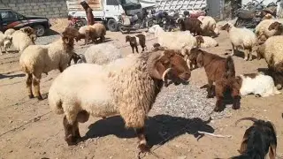 سوق الحدادية اليوم 2024/6/1 أسعار الحلال وحركة السوق اليوم كباش فحول فاخرة مع الدلال أبو فادي