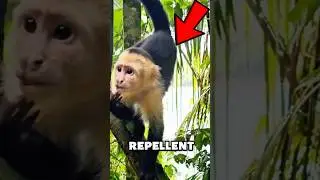 Monkeys' Secret Weapon: Millipede Bug Spray! #shorts