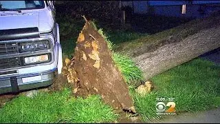 Toppled Trees Rattle Nerves During Wild Weather