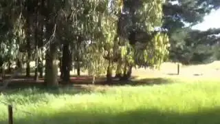 Silva Dell Garden, Christchurch NZ