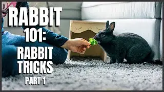 Rabbit 101: Rabbit Tricks (Part 1)
