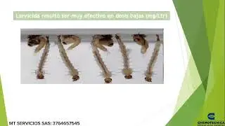 Insecticida DEPE: Dosificaci&oacute;n y Metodolog&iacute;a de us&oacute;. Parte 5 &uacute;ltima 