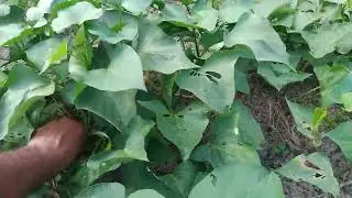 Adubação na lera de batata e  couve 