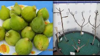 4 VARIEDADES DE BREVAS EN UN MACETON