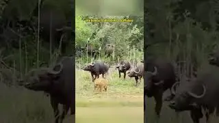 The Buffalo's Rescue Mission  #SavannahShowdown #WildlifeRescue #NatureConflict #AnimalDrama #foryou